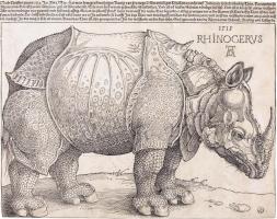 Rhinocerus